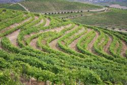 Vinhas de Santa Marta