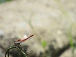 vanessa jorge architect 