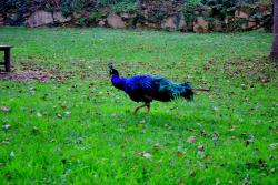 Jardim Da Lavandeira