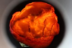 cósmos de cláudia furtado