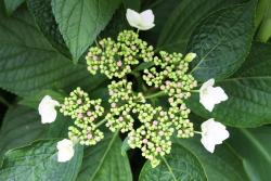  desabrochando primavera 2014