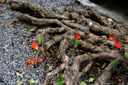 Serei árvore, serei tronco, serei fronde e minhas raízes enlaçadas às pedras de meu berço são as cordas que brotam de uma lira.  ( Cora Coralina) 