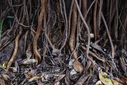 As raízes são da terra como as veias são do coração