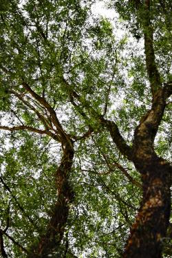 As árvores cantam no vento