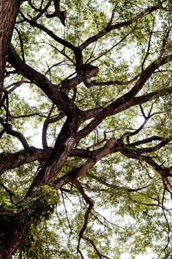 a árvore é uma lenta reverência uma presença reminiscente uma habitação perdida