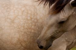 egua cavalo lusitano baio