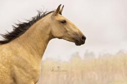egua cavalo lusitano baio
