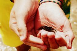 Nas mãos da sabedoria cabe do ser mais pequeno ao maior, quando se perde deixa-se de agarrar as ocasiões da vida. Um simples caranguejo.